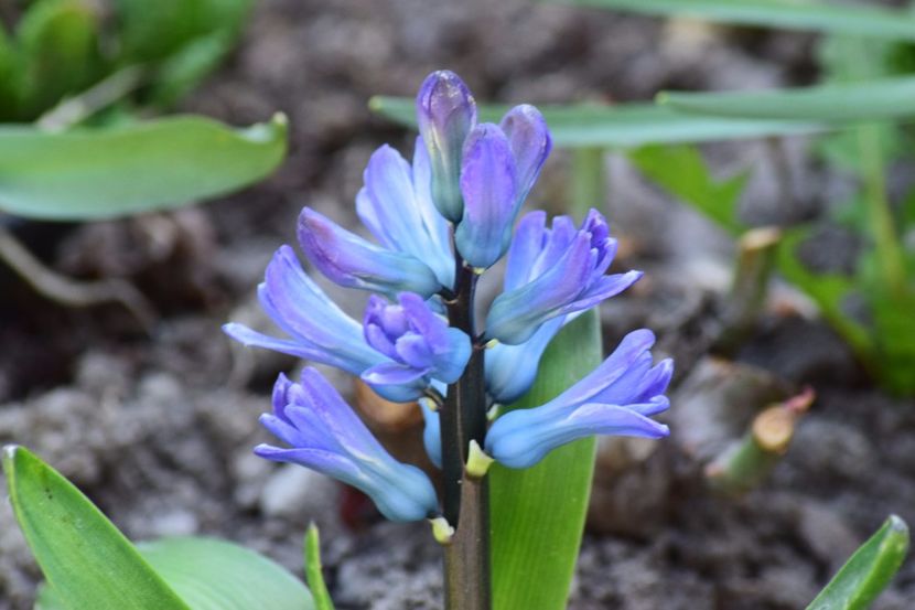  - Primavara lui 2018 in gradina mea