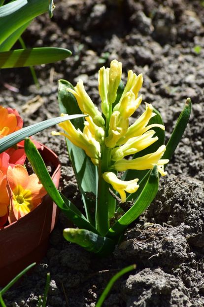  - Primavara lui 2018 in gradina mea