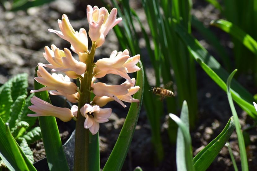  - Primavara lui 2018 in gradina mea