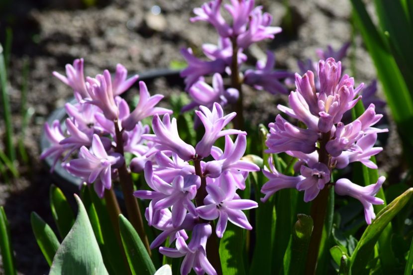  - Primavara lui 2018 in gradina mea