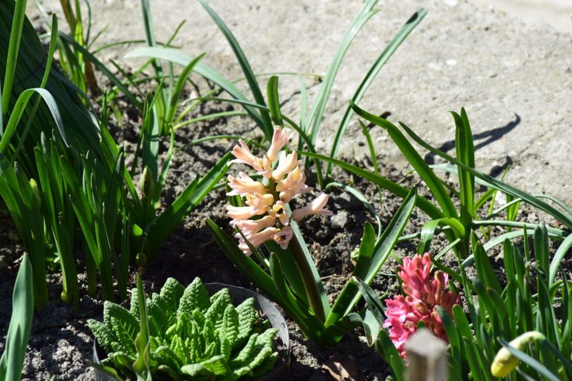  - Primavara lui 2018 in gradina mea