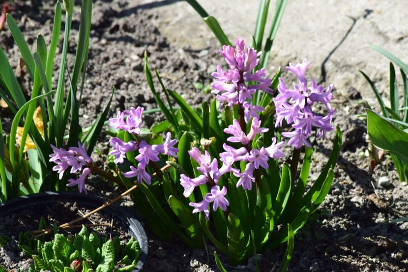  - Primavara lui 2018 in gradina mea