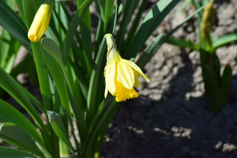  - Primavara lui 2018 in gradina mea