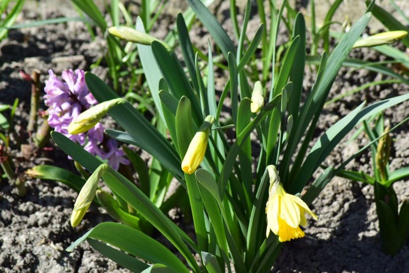  - Primavara lui 2018 in gradina mea