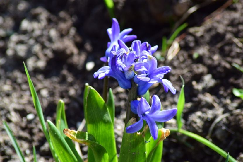  - Primavara lui 2018 in gradina mea