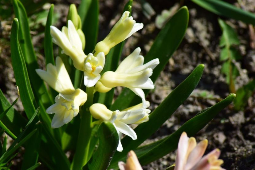  - Primavara lui 2018 in gradina mea