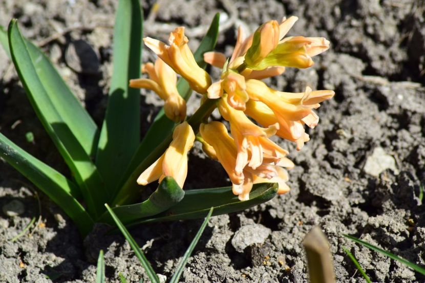  - Primavara lui 2018 in gradina mea