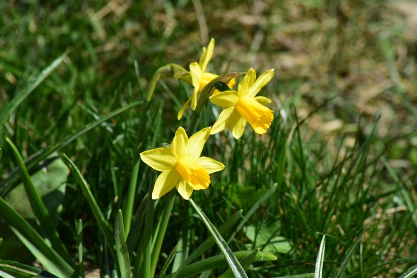  - Primavara lui 2018 in gradina mea