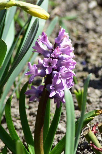  - Primavara lui 2018 in gradina mea