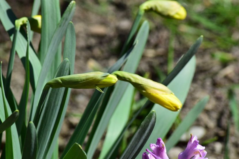  - Primavara lui 2018 in gradina mea
