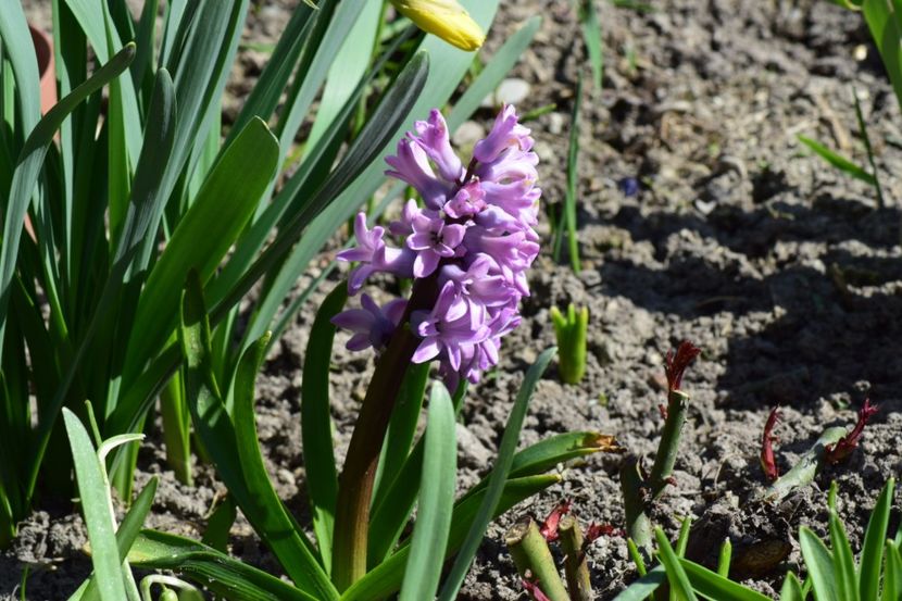 - Primavara lui 2018 in gradina mea