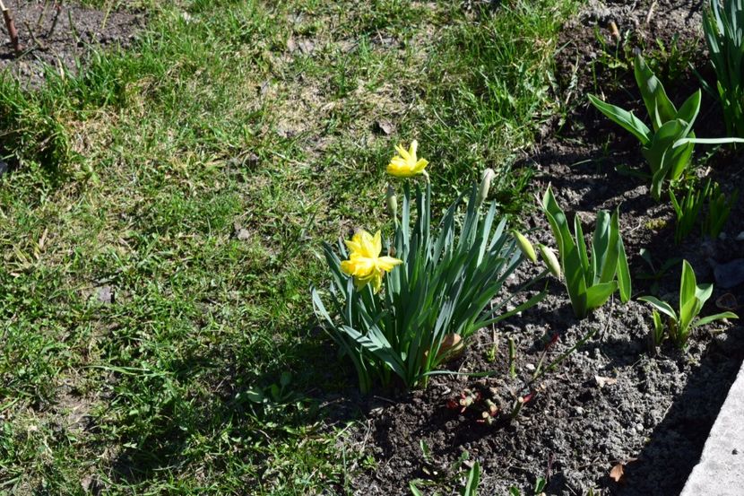  - Primavara lui 2018 in gradina mea