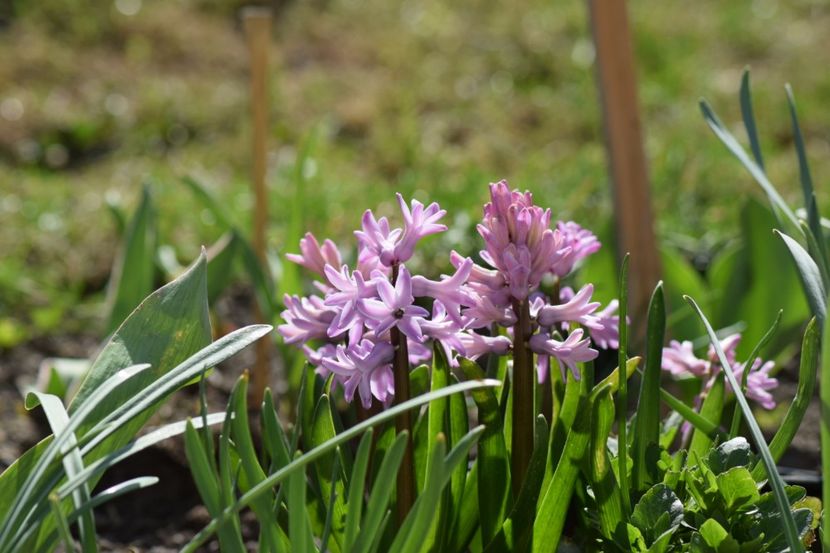  - Primavara lui 2018 in gradina mea