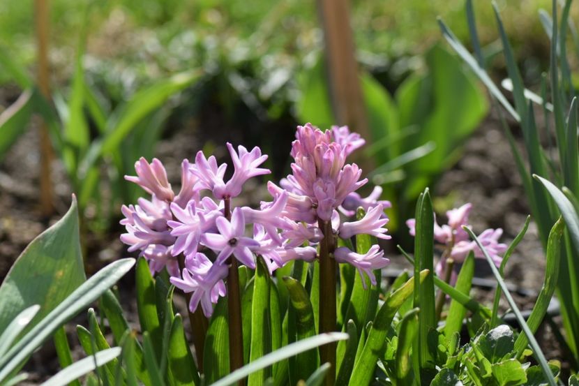  - Primavara lui 2018 in gradina mea