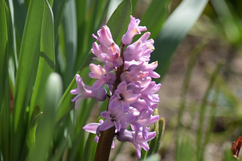  - Primavara lui 2018 in gradina mea