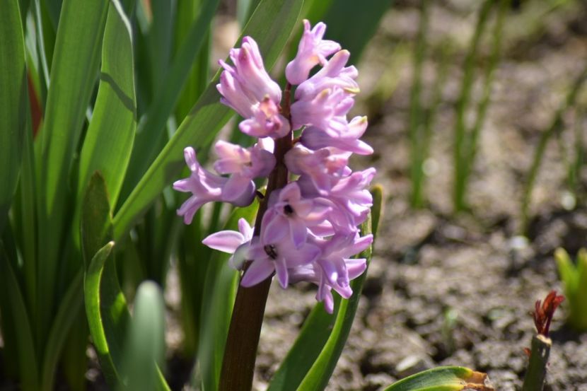  - Primavara lui 2018 in gradina mea