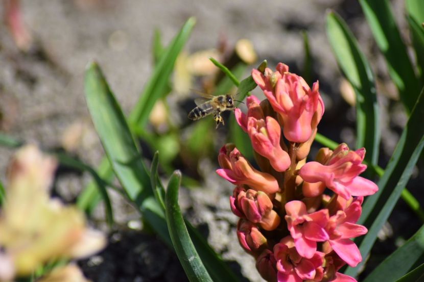  - Primavara lui 2018 in gradina mea