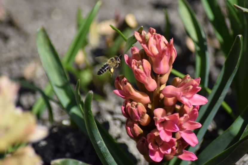  - Primavara lui 2018 in gradina mea
