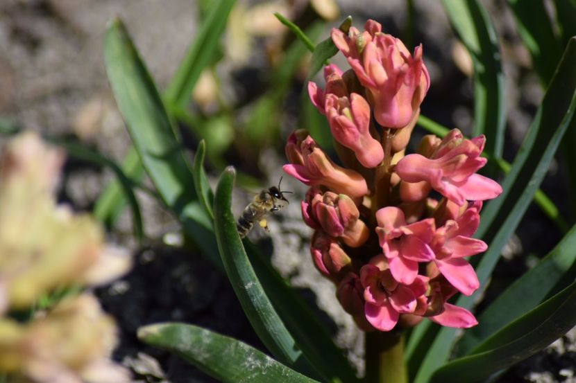  - Primavara lui 2018 in gradina mea