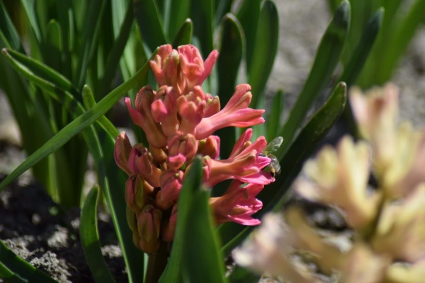  - Primavara lui 2018 in gradina mea