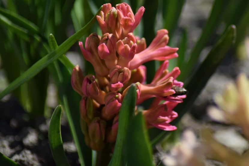  - Primavara lui 2018 in gradina mea