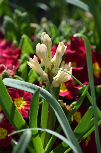  - Primavara lui 2018 in gradina mea