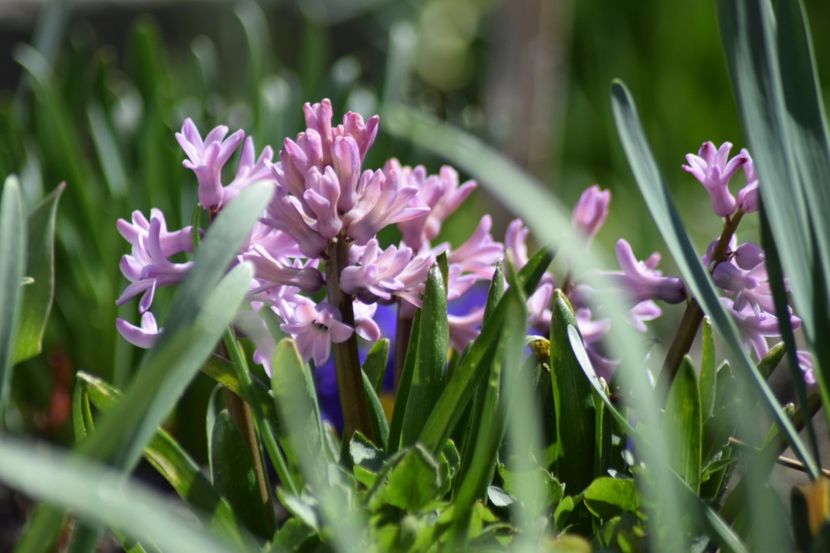  - Primavara lui 2018 in gradina mea