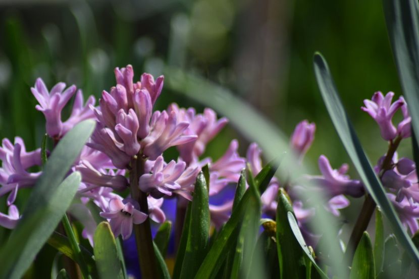  - Primavara lui 2018 in gradina mea