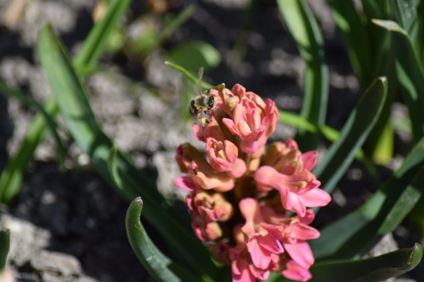  - Primavara lui 2018 in gradina mea