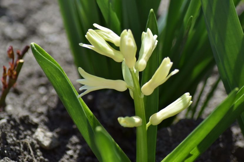  - Primavara lui 2018 in gradina mea