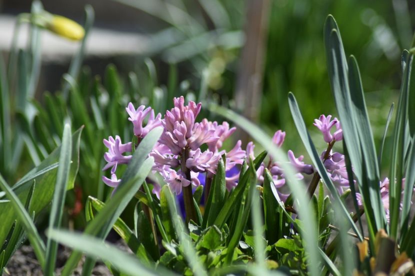  - Primavara lui 2018 in gradina mea