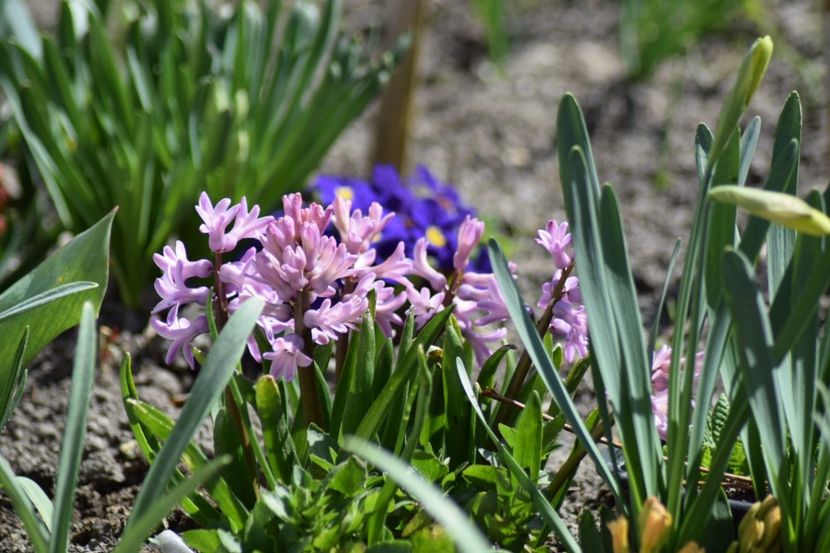  - Primavara lui 2018 in gradina mea
