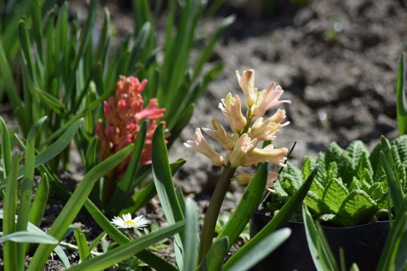  - Primavara lui 2018 in gradina mea