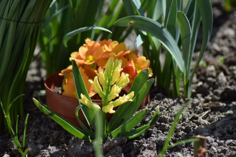  - Primavara lui 2018 in gradina mea