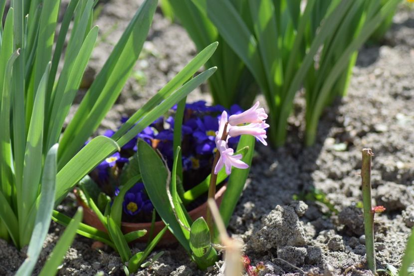  - Primavara lui 2018 in gradina mea