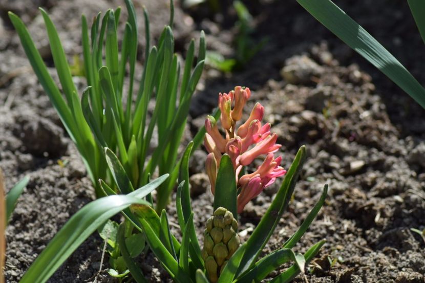  - Primavara lui 2018 in gradina mea