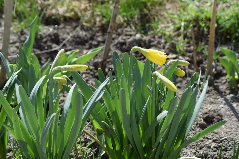  - Primavara lui 2018 in gradina mea