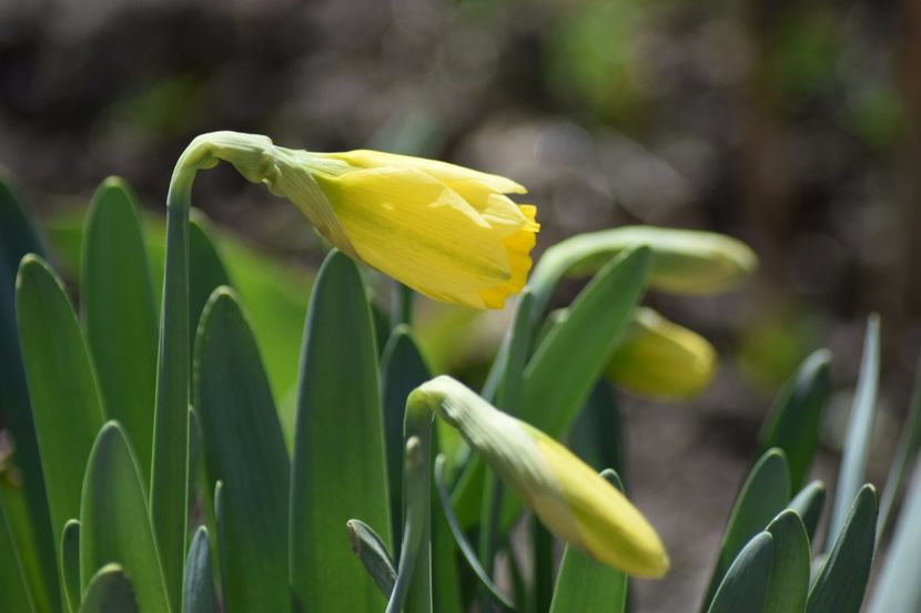  - Primavara lui 2018 in gradina mea