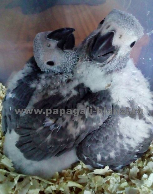 papagali jako - papagali blanzi Jako - Congo African Grey