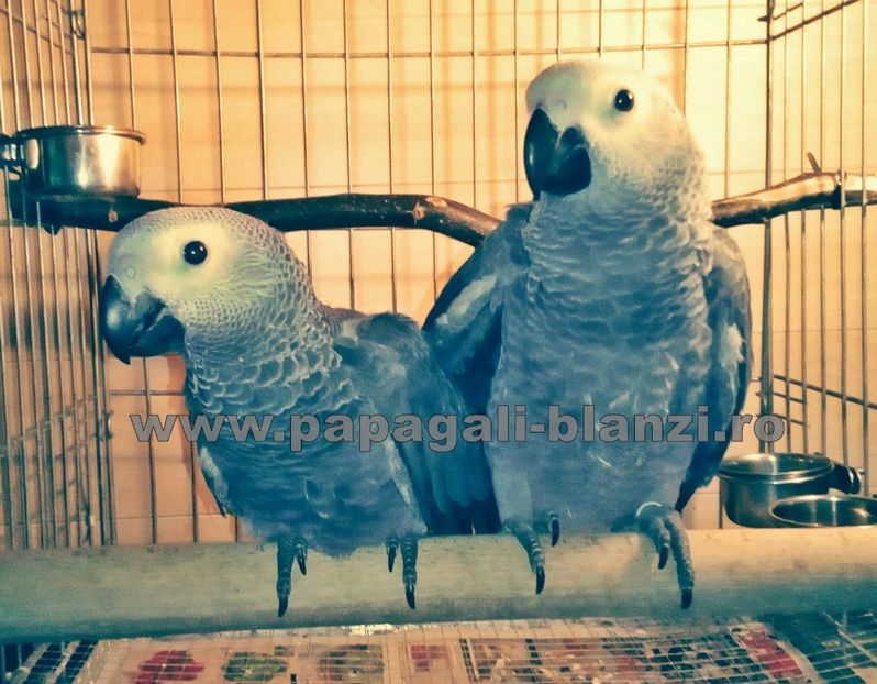 papagali jako - papagali blanzi Jako - Congo African Grey