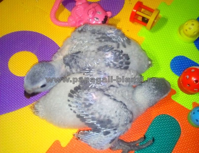 papagali jako - papagali jako pui blanzi