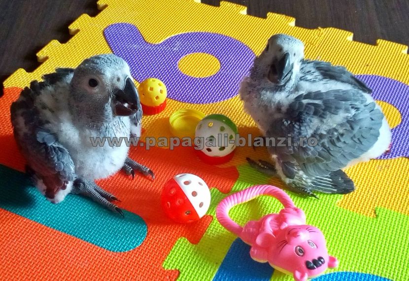 papagali jako - papagali jako pui blanzi