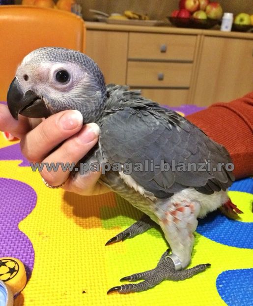 papagali jako - papagali jako pui blanzi