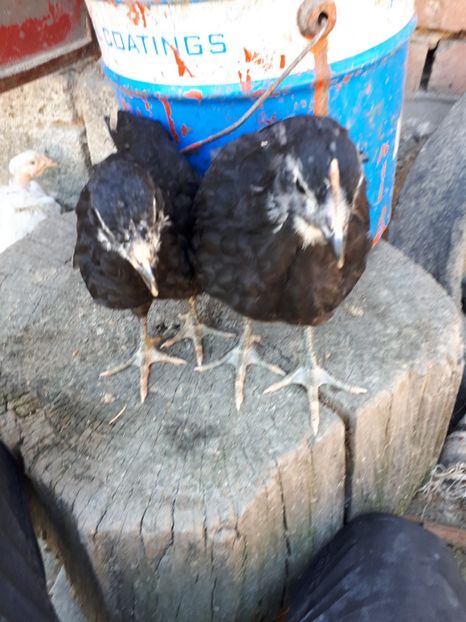  - Jersey Giant albastru si negru