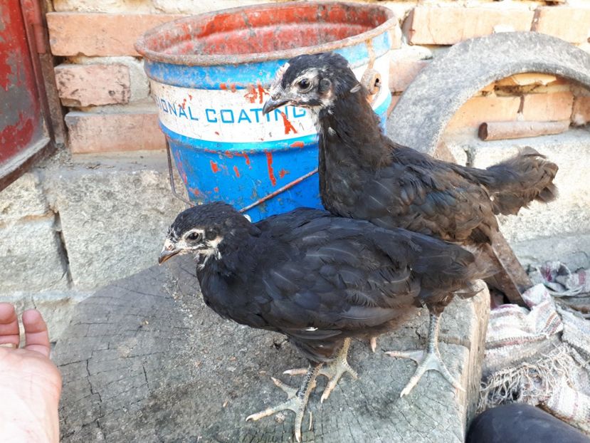  - Jersey Giant albastru si negru