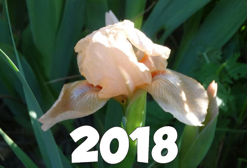  - Irisi 2015-2016-2017-2018