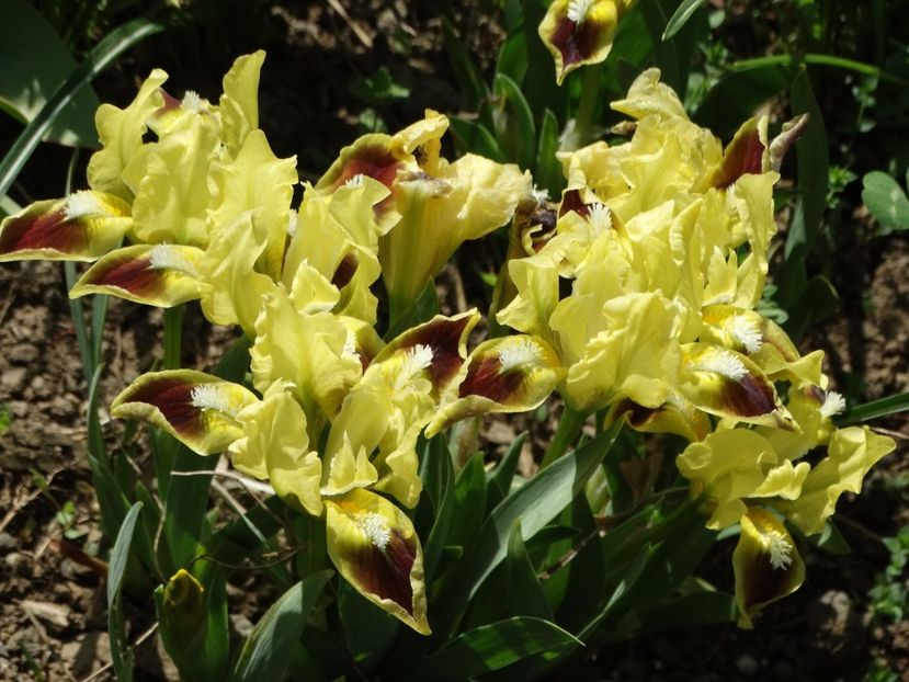  - Irisi 2015-2016-2017-2018