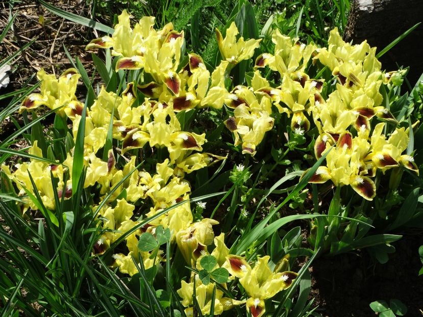  - Irisi 2015-2016-2017-2018