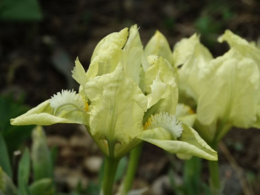  - Irisi 2015-2016-2017-2018