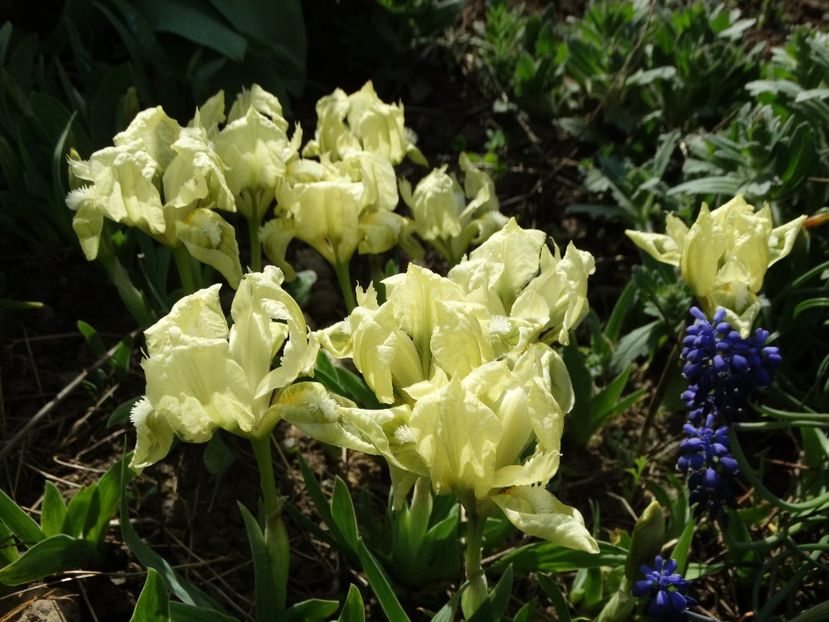  - Irisi 2015-2016-2017-2018